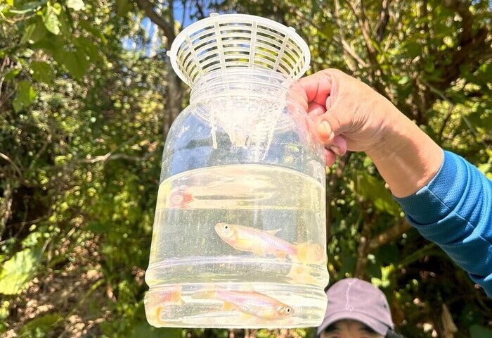 台灣白魚曾消失半世紀　生態工法改善棲地數量回升