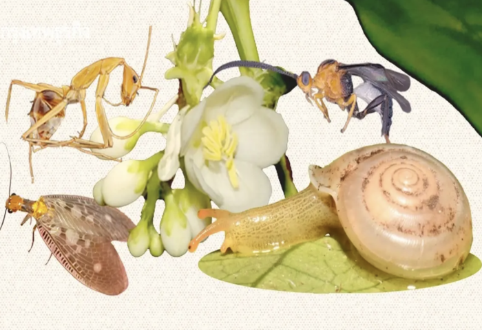 朱拉隆功大學揭43新物種　獲詩琳通公主賜名