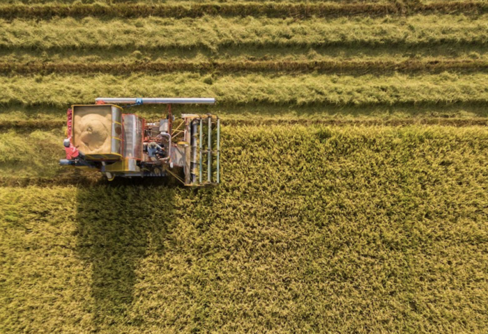 泰銖勁升衝擊出口　泰國稻米暫停接單