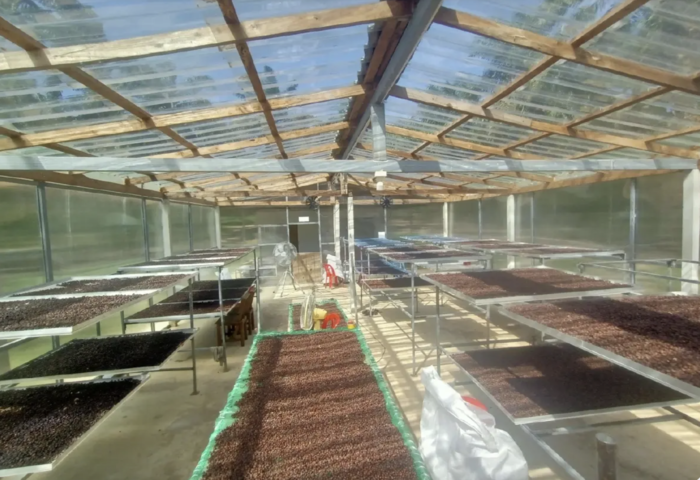 打造羅布斯塔之都　春蓬咖啡升級