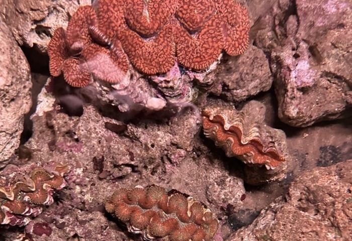 港口部落守護「海中玫瑰」 石梯坪建硨磲貝復育基地