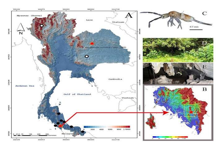 沙敦洞穴現新物種　泰生態研究添新猷