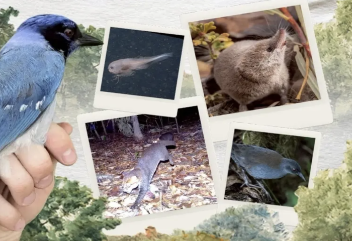 自然回應保育努力　2025罕見物種再現