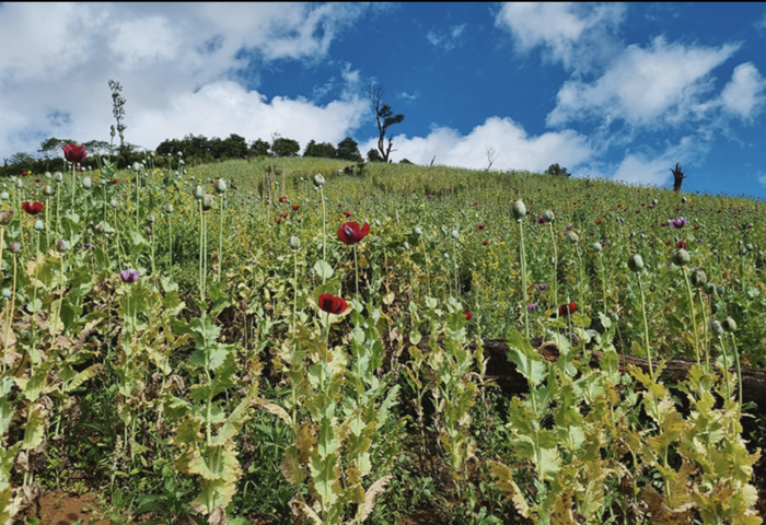 緬甸罌粟種植創十年新高　毒品經濟再擴張
