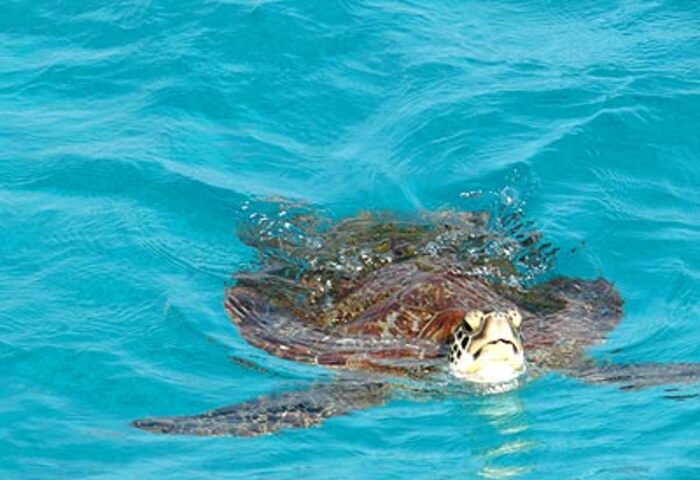 誤餵手環釀險情　斯米蘭海龜康復返海