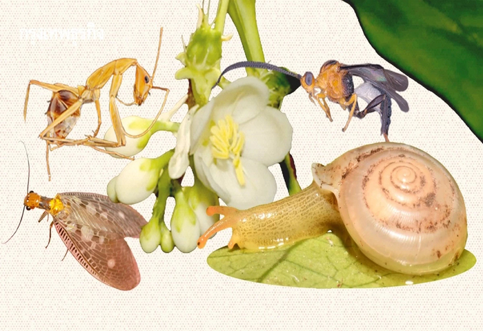 朱拉隆功大學發表新物種　43種命名致敬詩琳通公主