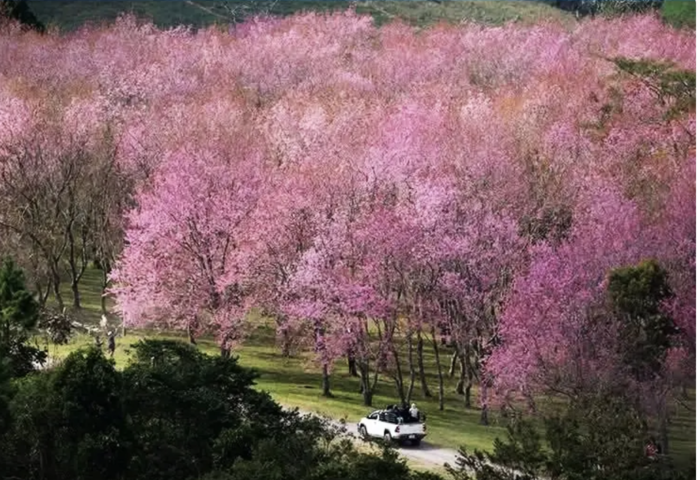 泰國櫻花季進尾聲　「普隆洛山」花期至1月中