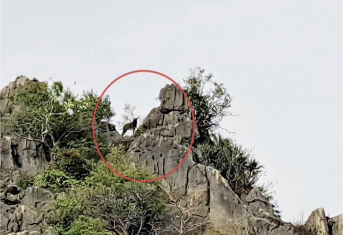 山林迎新年　稀有鬣羚現蹤雙點