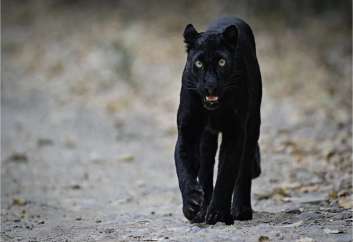 黑豹近距離現蹤　見證泰國世界遺產森林生態
