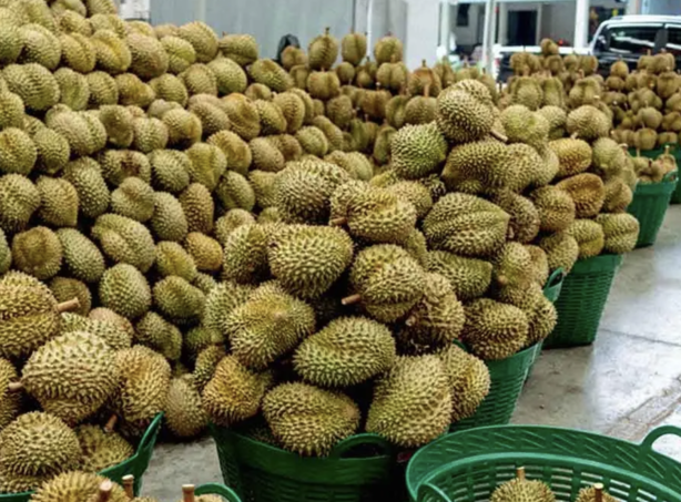 泰國榴槤出口競爭加劇　物流與品質成翻盤關鍵