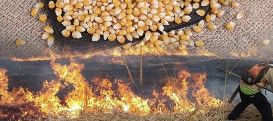 進口飼料原料新制上路　2026年嚴管玉米、小麥