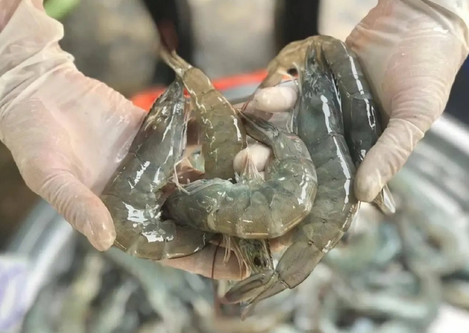 蝦農迎轉型關鍵期 產量拚 40萬噸 美國關稅變局成翻轉出口契機