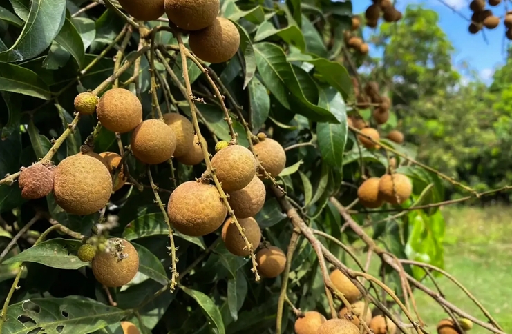農業部推動優質龍眼園計畫　助北部果農穩定收入