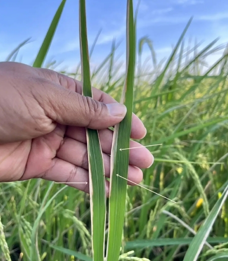 寒流來襲助長病害　農業部提醒留意稻葉枯邊病