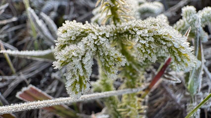 寒流籠罩「Phu Kradueng」　氣溫探 4°C 遊客須備齊禦寒裝備