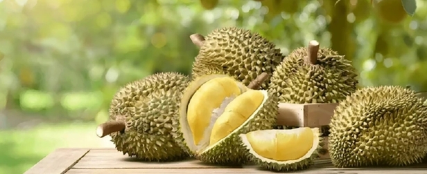 中國需求趨緩、越南急起直追　泰國榴槤出口 2026 年承壓