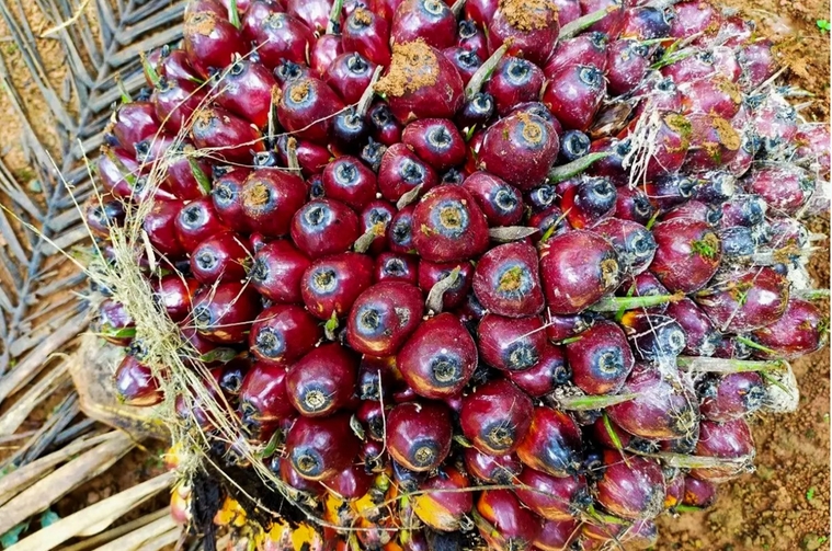 因應氣候與貿易規範　農經辦推低碳棕櫚油分析土壤降本增利