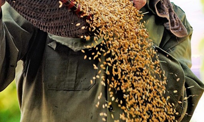 印尼 2026 年擬推「全國單一米價」政策