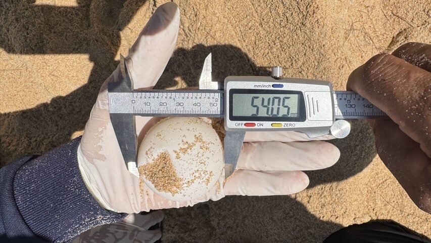 迎接新年生態喜訊 海龜首巢現身攀牙