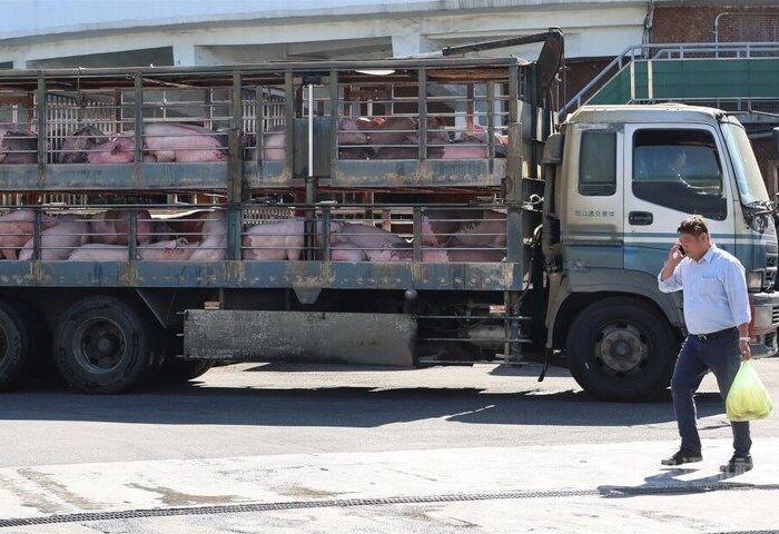 重返非洲豬瘟非疫區 陳駿季：準備資料盡快申請