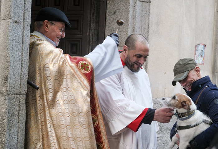 西班牙寵物專屬聖安東節 教堂為毛孩祈福萌翻天