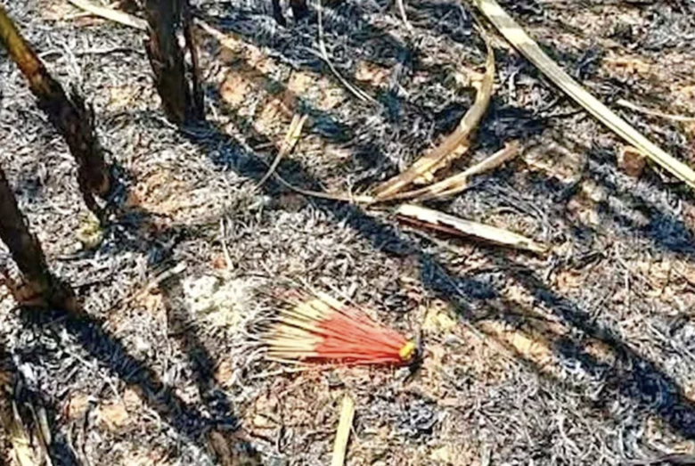 蔗田非法焚燒手法曝光　慢燃線香成縱火工具