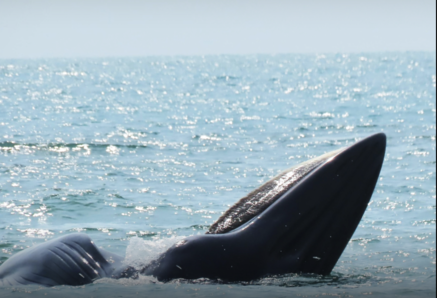 布氏鯨現蹤安通群島　泰國灣生態復甦指標
