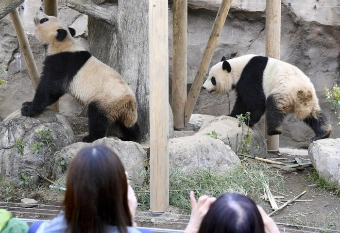 日本最後一對大貓熊 1/27提前歸還中國