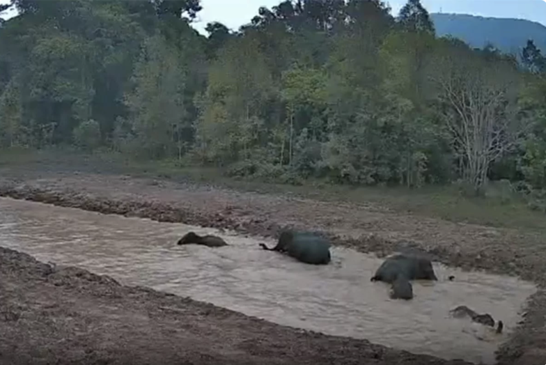 人工水源奏效　考艾野象重返水塘活動
