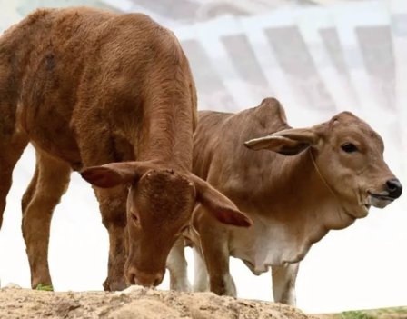永續牛肉成新藍海　歐盟新規推動泰國轉型