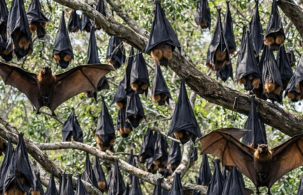 跨部力保同一健康　泰未發現尼帕病毒