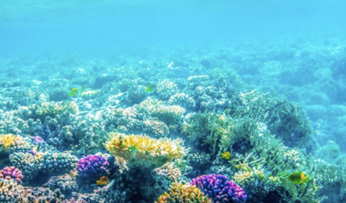 潛水觀光新規上路　珊瑚礁活動須設專責管控