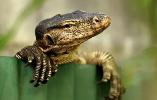 厄運臨門或財神到　巨蜥竟變流量密碼