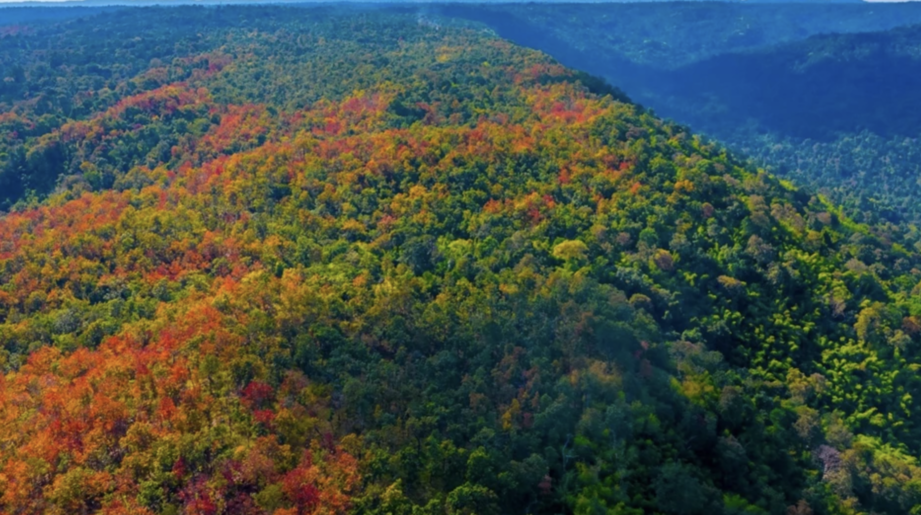 那納國家公園變色森林　一年一會如異國秋景