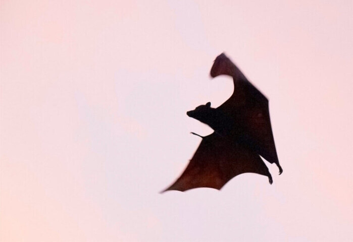 立百病毒將列第5類法定傳染病　症狀、預防方式QA一次看