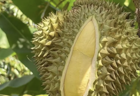  商務部緊盯榴槤產量　重塑形象迎戰全球