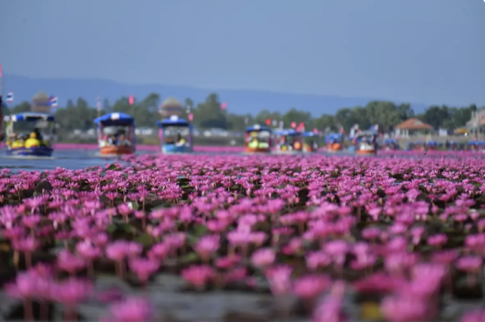 追隨LISA效應　紅蓮湖旅遊人潮湧現