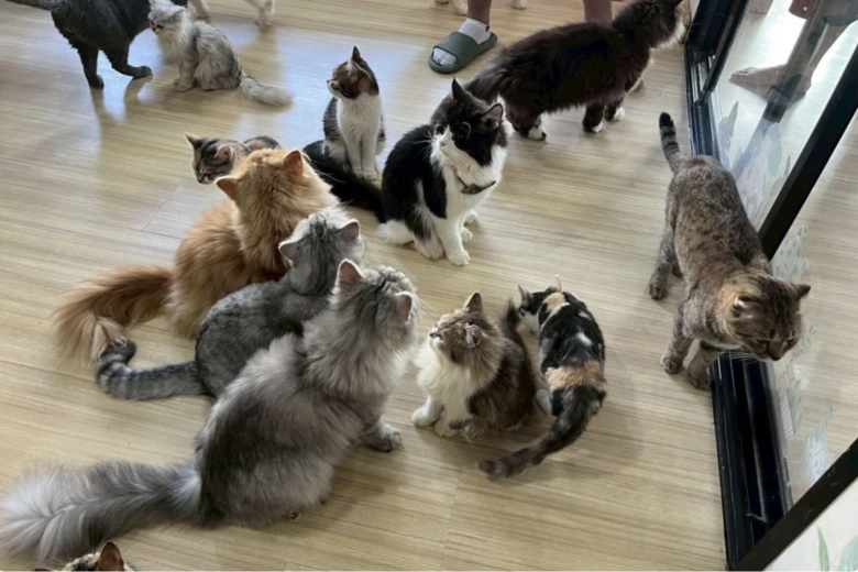 曼谷貓咖啡館涉虐待動物　業者停業配合調查