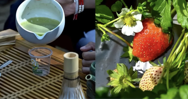 新品種茶葉亮相　無毒草莓示範創收