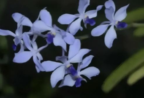 一度野外絕跡　「法繆諾伊」蘭花重生