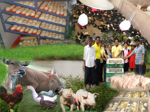 即食即烹健康導向　泰畜牧業轉向重質