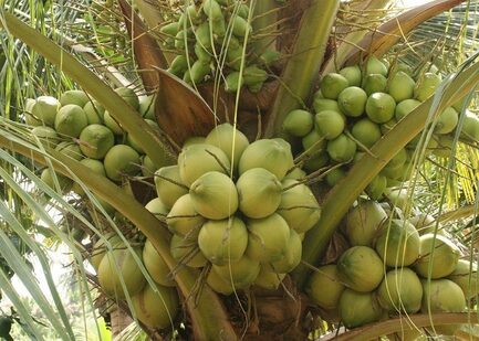 香水椰價格探底　合作社急拉抬市價