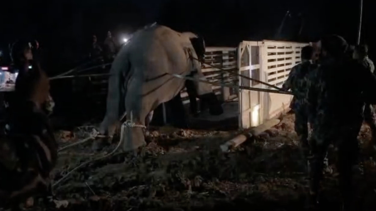 野象遷移不幸身亡　國家公園署啟動調查