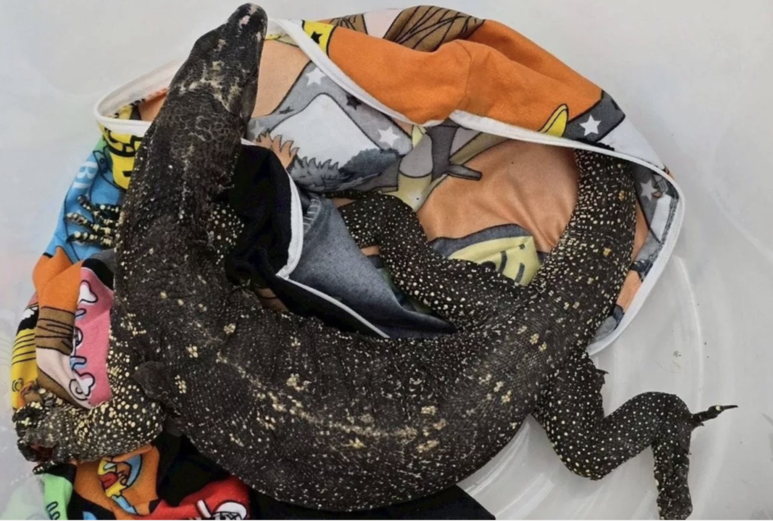 活體野生動物闖關　素萬那普機場查獲