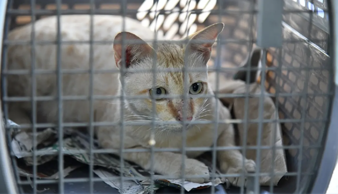 放養動物違法　曼谷市府最高罰4萬銖