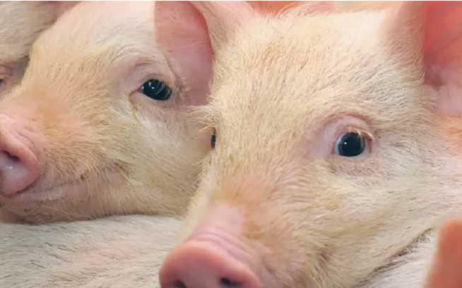 泰國冷藏豬肉打進馬國　助穩內銷價格