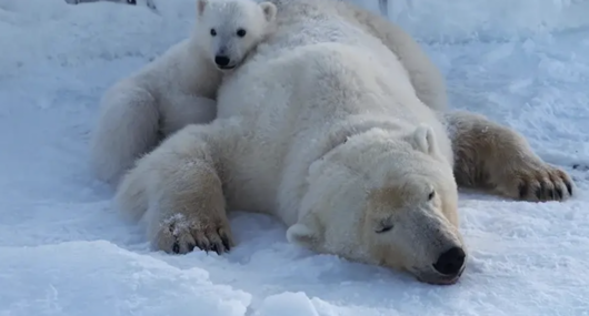 海冰加速融化　斯瓦爾巴北極熊卻變胖