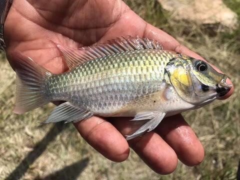 北欖府查核黑下巴羅非魚擴散　3水道仍有族群