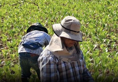 菸農盼新政府暫緩菸稅　維持產業穩定
