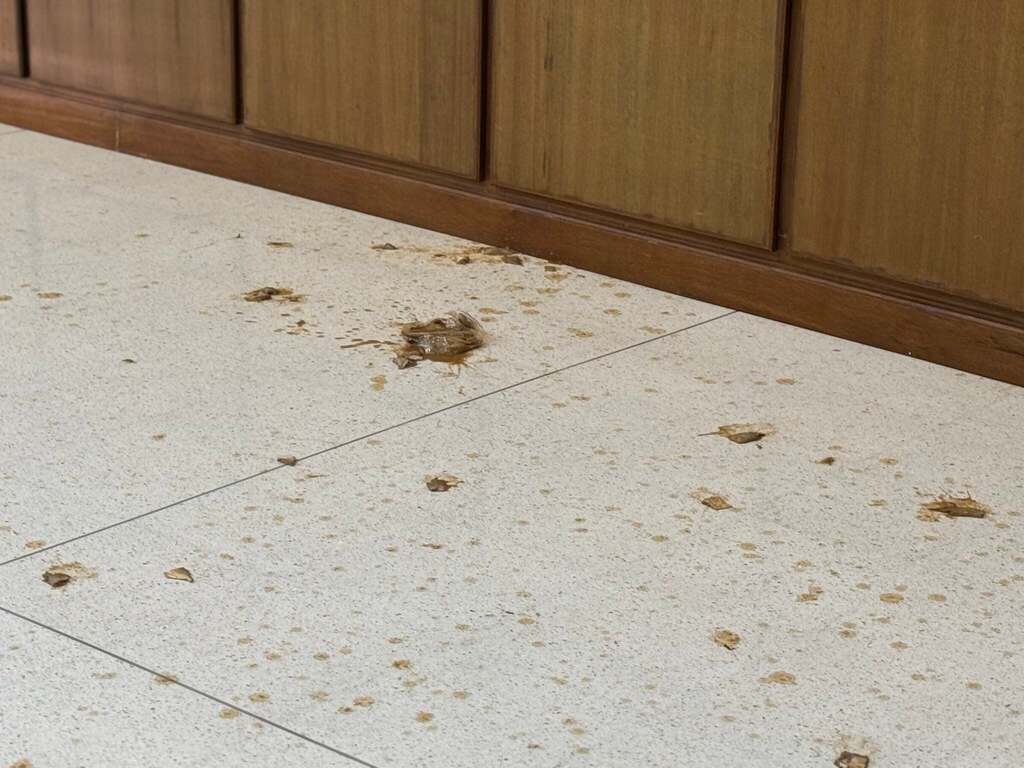 不滿重點票爭議　男子向選委會投擲醃魚